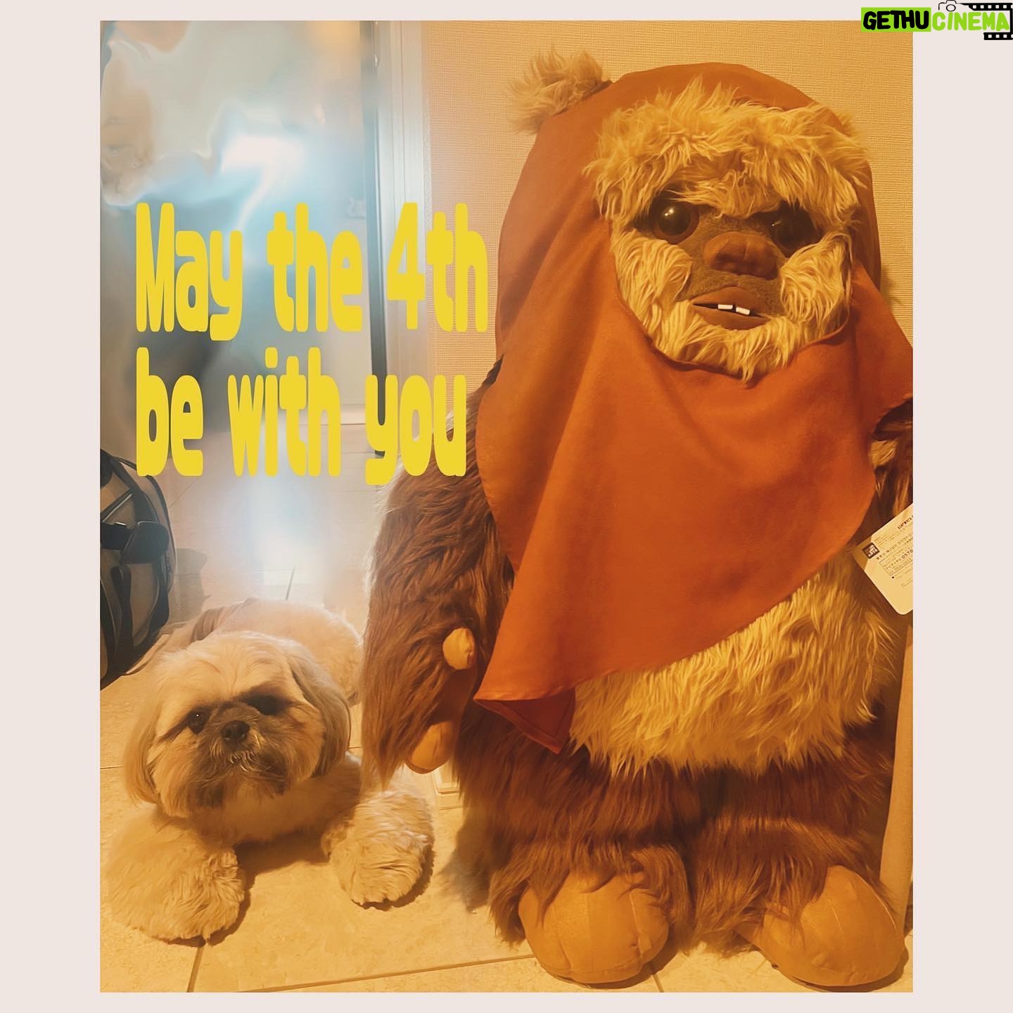 Saya Ichikawa Instagram - #maythe4thbewithyou #スターウォーズの日 #maytheforcebewithyou #shihtzu #ewok #我がパダワン #ついにインスタデビュー J-WAVE 「Orient Star TIME AND TIDE」 毎週土曜 21時〜 @jwavetimeandtide 聴き逃しはPodcast版やRadikoにて テレビ朝日 「Qさま」 5月6日 19:00〜 みなさん良いゴールデンウィークを!