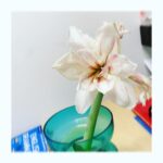Sayaka Akimoto Instagram - 我が家のマジックアマリリス、二つ色違いでお迎えしたんですが、2つとも個性的で、日々色々な事を教えて貰いました。 一つは芽を出すのも葉を出すのも、花をつけるのもとっても早かった。 もう一つは芽が出るのがとっても遅くて、毎日毎日比べてはドキドキしてました。そんな中で「あ〜、私はこうやって日々色々な人や物を比べてしまっているのかも…」と反省したりして。 芽が出るのが遅かった白いアマリリスも素敵な花を付けてくれて、しかも今日は3つ目の花を咲かせてくれた。 お花達と過ごしながら、目に見えるものだけが全てではない事。 変わらないと思っていても変わり続けている事、そして花や実をつけるのにはそれぞれのペースがある事。 人間も同じだなぁ、って思ってます。 自分色の花を、自分のペースで咲かせられるように、しっかり栄養や学びを溜め込んで丈夫な根を張って成長していきたいなぁ、光を求めて上に上に！と思えた今日この頃でした。 明日も笑顔がちょっと多い日になりますように。
