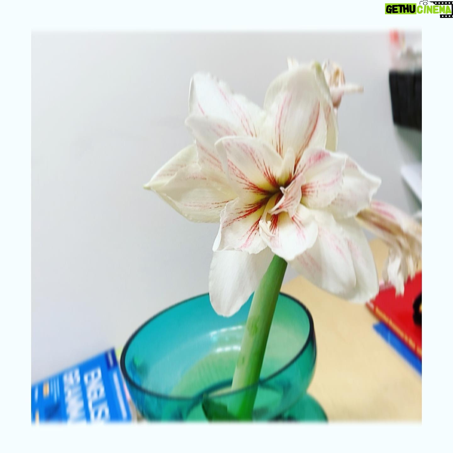 Sayaka Akimoto Instagram - 我が家のマジックアマリリス、二つ色違いでお迎えしたんですが、2つとも個性的で、日々色々な事を教えて貰いました。 一つは芽を出すのも葉を出すのも、花をつけるのもとっても早かった。 もう一つは芽が出るのがとっても遅くて、毎日毎日比べてはドキドキしてました。そんな中で「あ〜、私はこうやって日々色々な人や物を比べてしまっているのかも…」と反省したりして。 芽が出るのが遅かった白いアマリリスも素敵な花を付けてくれて、しかも今日は3つ目の花を咲かせてくれた。 お花達と過ごしながら、目に見えるものだけが全てではない事。 変わらないと思っていても変わり続けている事、そして花や実をつけるのにはそれぞれのペースがある事。 人間も同じだなぁ、って思ってます。 自分色の花を、自分のペースで咲かせられるように、しっかり栄養や学びを溜め込んで丈夫な根を張って成長していきたいなぁ、光を求めて上に上に!と思えた今日この頃でした。 明日も笑顔がちょっと多い日になりますように。
