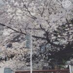 Sayaka Akimoto Instagram - 本日から新年度、なんですね。 色んな気持ちの人もいるよね。 私なんか、いい大人になっちゃって、こんなお仕事してるもんだから、祝日や連休にも疎くなっちゃって、新年度って感じもしてないのが正直なところです。 でも、本日から気持ちを切り替えたり、何かが終わったり始まったり、ドキドキしたり不安になったり。 色々な事が動いていくんだなぁ。 皆さんが、いい新年度を迎えられたらいいなぁ、と思っています。 そして、本日はチームKデビューの日、という事は私の芸能生活も15年を迎えるという事で。 いつも応援してくれるファンの皆さん、さりげなく気にはしてくれてる皆さん（笑）本当に有難う御座います。 そしてこれまでの私をカタチづくって下さった皆様方、ありがとうございました。 これからも求めて頂ける限り、このお仕事に携わっていけたら嬉しいなぁって思います。 好きな事を続けられて幸せです。 自分が苦手だと思い込んでいる事、本当に合わないもの、良いバランスで見極めていけるよう、信念や自分の気持ちに正直に、そして自分を信じ、時には疑い、しなやかにトランスフォーメーション出来たら良いなぁと思ってます👽🌸 4月の目標は「笑顔多めで🌈」 沢山のおめでとう、ありがとう、頑張ろうねをこれからもあなたと共に🌸 ありがとう、ありがとう、ありがとーう！ 一緒にサバイブしていきましょ！