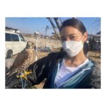 Sayaka Akimoto Instagram – 3月26日は『花咲万太郎の事件カルテ』の放送日でした。
皆様、観ていただけましたか？
ミステリーなのに、沢山の動物に癒される、なんだかとっても不思議な感覚になるドラマでしたね。
チロルチョコも食べたくなる…。万太郎先生にはマストアイテム！🍫
魅力的なキャストの皆様と、楽しいドラマに参加出来て嬉しかったです。短い日数の撮影でしたが、監督もスタッフさんも優しく迎えて下さり、とっても嬉しかったなぁ。

またお会い出来る日が来る事を願って🙏✨

３枚目はハヤブサのゼロ君。
目がつぶらでとっても綺麗だった。
動物達に囲まれて、のびのびとお芝居させて頂きました🥰

#花咲万太郎　の事件カルテ