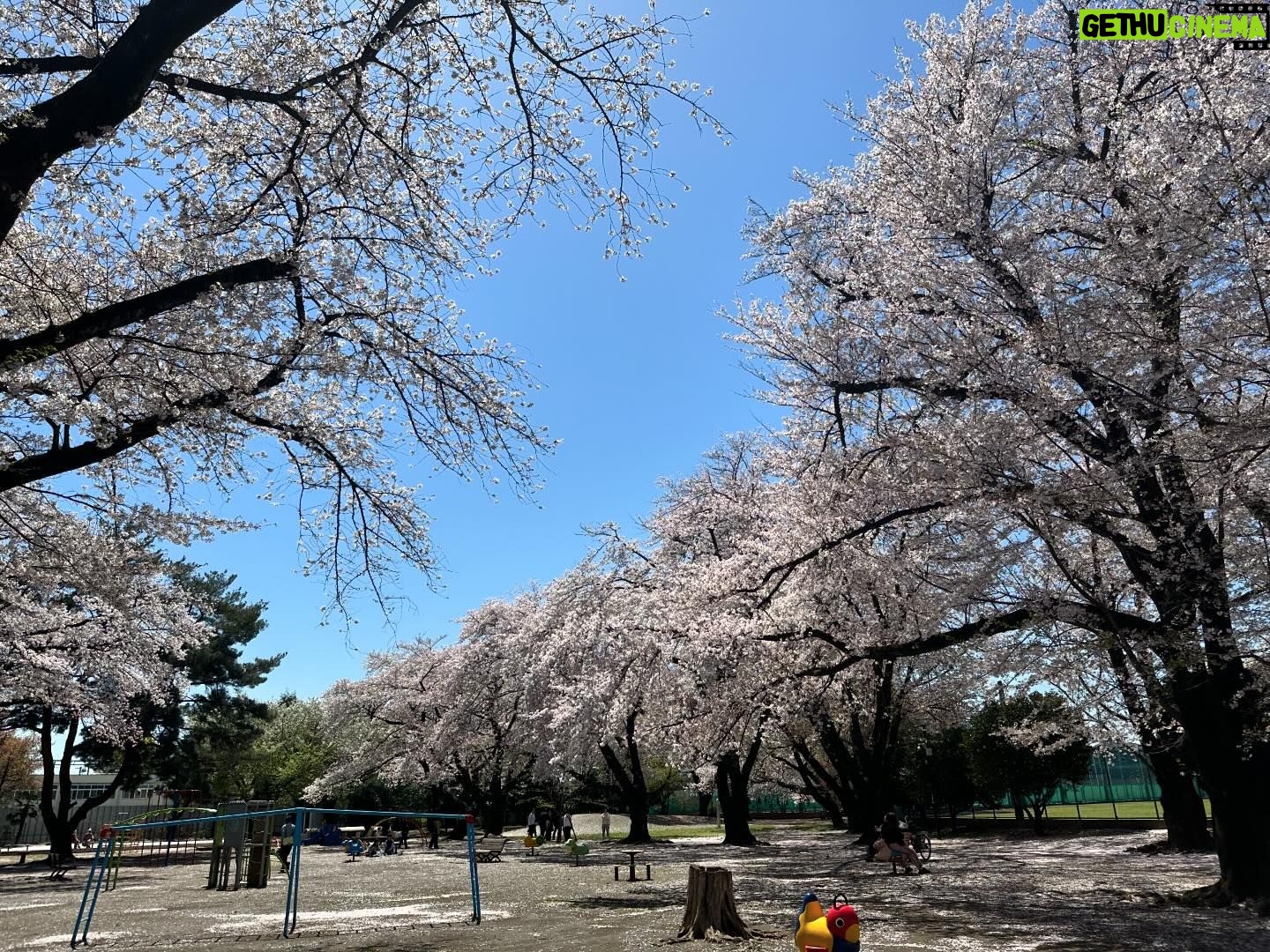 Sayaka Isoyama Instagram - 先日 桜がとても素敵なところにロケで行きました。 心が軽やかに色めきました。ありがとう。