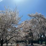 Sayaka Isoyama Instagram - 先日 桜がとても素敵なところにロケで行きました。 心が軽やかに色めきました。ありがとう。