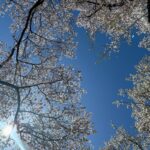 Sayaka Isoyama Instagram - 先日 桜がとても素敵なところにロケで行きました。 心が軽やかに色めきました。ありがとう。