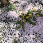 Sayaka Isoyama Instagram - 先日 桜がとても素敵なところにロケで行きました。 心が軽やかに色めきました。ありがとう。