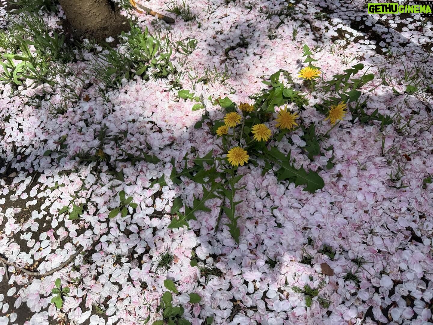 Sayaka Isoyama Instagram - 先日 桜がとても素敵なところにロケで行きました。 心が軽やかに色めきました。ありがとう。