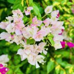 Sayantani Guhathakurta Instagram - Don't wait for someone to bring the flowers Plant ur own garden and decorate your own soul 💚 Swipe left ◀️ #weekenddestination #resort #closetonature #greeneyes #flowers #flowerlove #peaceful @ibiza_the_fern_resort_and_spa