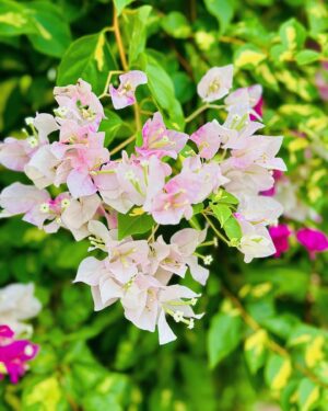 Sayantani Guhathakurta Instagram - Don't wait for someone to bring the flowers 
Plant ur own garden and decorate your own soul 💚
Swipe left ◀️

#weekenddestination #resort  #closetonature  #greeneyes #flowers #flowerlove  #peaceful @ibiza_the_fern_resort_and_spa