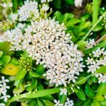Sayantani Guhathakurta Instagram - Don't wait for someone to bring the flowers Plant ur own garden and decorate your own soul 💚 Swipe left ◀️ #weekenddestination #resort #closetonature #greeneyes #flowers #flowerlove #peaceful @ibiza_the_fern_resort_and_spa