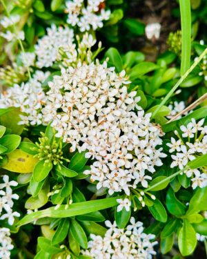 Sayantani Guhathakurta Instagram - Don't wait for someone to bring the flowers 
Plant ur own garden and decorate your own soul 💚
Swipe left ◀️

#weekenddestination #resort  #closetonature  #greeneyes #flowers #flowerlove  #peaceful @ibiza_the_fern_resort_and_spa