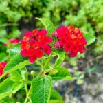 Sayantani Guhathakurta Instagram - Don't wait for someone to bring the flowers Plant ur own garden and decorate your own soul 💚 Swipe left ◀️ #weekenddestination #resort #closetonature #greeneyes #flowers #flowerlove #peaceful @ibiza_the_fern_resort_and_spa