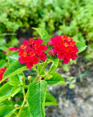 Sayantani Guhathakurta Instagram - Don't wait for someone to bring the flowers 
Plant ur own garden and decorate your own soul 💚
Swipe left ◀️

#weekenddestination #resort  #closetonature  #greeneyes #flowers #flowerlove  #peaceful @ibiza_the_fern_resort_and_spa