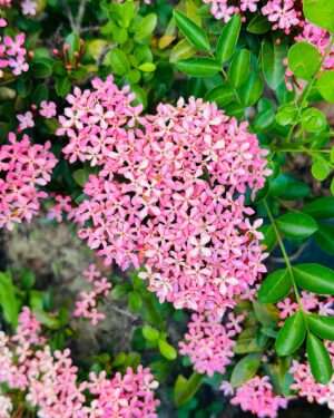 Sayantani Guhathakurta Instagram - Don't wait for someone to bring the flowers 
Plant ur own garden and decorate your own soul 💚
Swipe left ◀️

#weekenddestination #resort  #closetonature  #greeneyes #flowers #flowerlove  #peaceful @ibiza_the_fern_resort_and_spa
