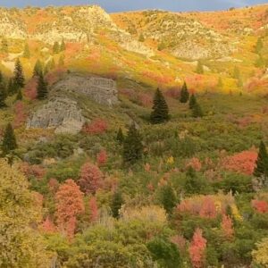 Saylor Bell Curda Instagram - I forgot trees change color outside of California🍂