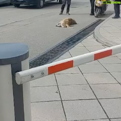 Şebnem Sönmez - 1.2K Likes - Günaydın.
Bugün sizlere güzel haber veremeyeceğim. Lütfen videoları izleyiniz.
Yer: İstanbul/Kartal AND Pastel Sitesi
Tarih: 15.03.2024
Adı geçen site sakinlerinin şikayeti üzerine belediye hemen "gerekeni" yapmış.
Ben de şikayet ediyorum, gereken hemen yapılsın!
Hiçbir yönetim (ne site, ne belediye ne de en üst düzey) kanıtlanmayan, sağlam dayanağı olmayan, karşılıklı tanıklıkları dinlenmemiş bir şikayeti hemen yürürlüğe alamaz.
Kimseye zarar vermemiş sokak hayvanlarını "birilerinin" şikayeti ile "keyiflerini kaçırdığı" için hemen böyle toplayamaz. Bu açıkça hem insan hem de hayvan hakları ihlalidir.
Öfkem bende kalsın, şimdilik bu kadar.
@kartalbld @chp @chpistanbulilbaskanligi @haytap