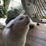 Sei Shiraishi Instagram - いつかのスタジオにいた猫ちゃんでした☺︎