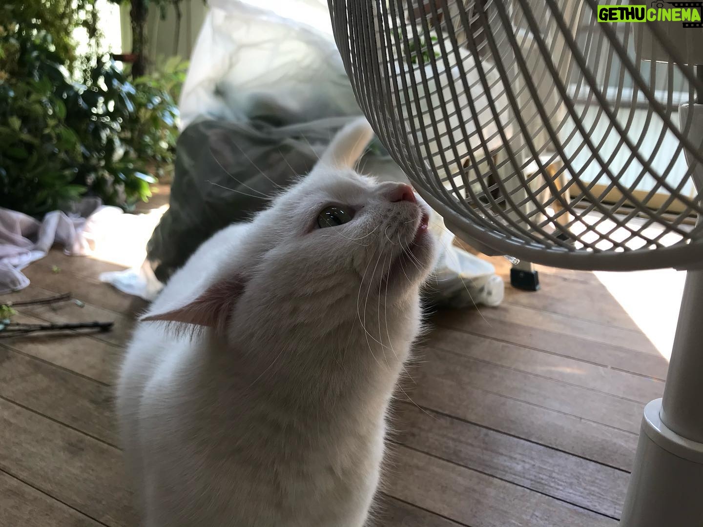 Sei Shiraishi Instagram - いつかのスタジオにいた猫ちゃんでした☺︎