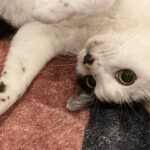 Sei Shiraishi Instagram - 🐈