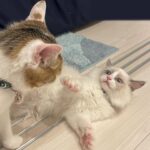 Seira Anzai Instagram - 初めましてラグドールの男の子“ハク” です🐾🤍 もちの兄弟として、お迎えしました。 毎日仲良く戦ってるみたいです~~ もちとハクをよろしくです＾＾