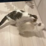 Seira Anzai Instagram - 初めましてラグドールの男の子“ハク” です🐾🤍 もちの兄弟として、お迎えしました。 毎日仲良く戦ってるみたいです~~ もちとハクをよろしくです＾＾