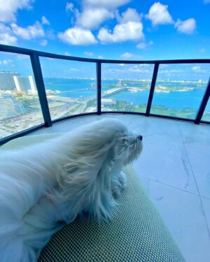 Sela Ward Instagram - Ollie is mesmerized by the view. ⛅️