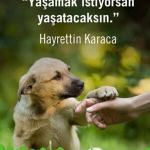 Selda Alkor Instagram - Ne yazayım duygularımı anlatmaya yeter mi niye niye hep şiddet hep ölümlü çözümler niye her konuda atıp tutuyorsunuzda doğru dürüst bir hayvan barınağı yapmıyorsunuz ama gerçek bir yer  ölüm mekanları değil Allah Aşkına doğru bir çözüm lütfen hep ölüm zaten öleceğiz...