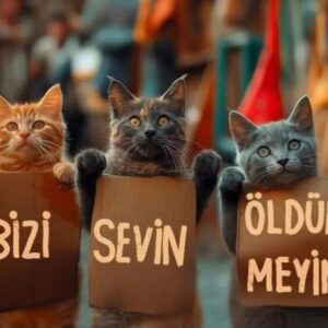 Selda Alkor Instagram - Allah'ın sessiz kulları onlarında can taşıdığını unutmayın 😢🐈

#seldaalkor #oyuncu #sanatçı #star #türkfilm #yeşilçam #siyahbeyaz #sevgi #dizi #asm alıkonak #sultan #yeşilgöz #atatürk #mevlana #müzikal #istanbul #tiyatro #Türkiye #sokaktakicanlar #çevre#vatan #kedi #can