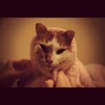 Selen Soyder Instagram - R.I.P NIXI 26.06.2010