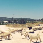 Selen Soyder Instagram -