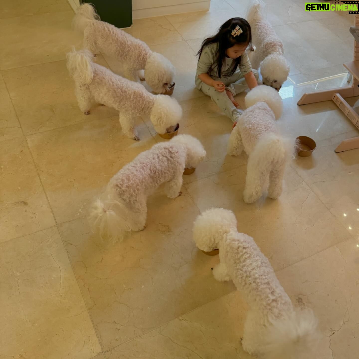 Seo Hyo-rim - 0.9K Likes - #애개육아
개밥주는 애👶🏻👧🏻
이제 다 가르쳤으니 하산하거라👋
밥도 주고 응가도 치워주는 애😂
육숑이가 이만큼 건강하게 클 수 있었던건 @natural_balance_kr 덕분이예요🙏 내년엔 꼬옥 함께 #블루엔젤봉사단 과 함께 할 수 있기를 ❤️
그리운 파란조끼👏
#복순이 #지아 #노아 #리아 #코비 #메르
