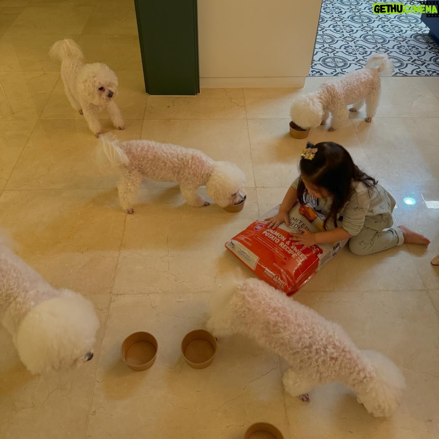 Seo Hyo-rim - 0.9K Likes - #애개육아
개밥주는 애👶🏻👧🏻
이제 다 가르쳤으니 하산하거라👋
밥도 주고 응가도 치워주는 애😂
육숑이가 이만큼 건강하게 클 수 있었던건 @natural_balance_kr 덕분이예요🙏 내년엔 꼬옥 함께 #블루엔젤봉사단 과 함께 할 수 있기를 ❤️
그리운 파란조끼👏
#복순이 #지아 #노아 #리아 #코비 #메르