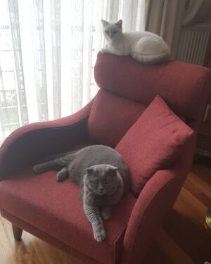 Seray Gözler Instagram - PAŞAM VE ZEYNA....KEDİLER GÜNÜ...BİZDE HER GÜN  KEDİ GÜNÜ🤣🤣🤣👍