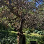 Seren Şirince Instagram – #brooklynbotanicgarden