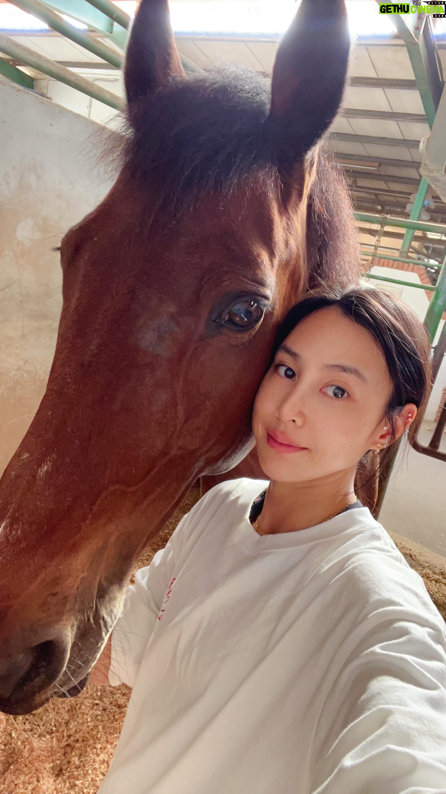 Serena Fang Instagram - 你有想我嗎?🐴✨ 超有靈性的柔柔 #台北馬
