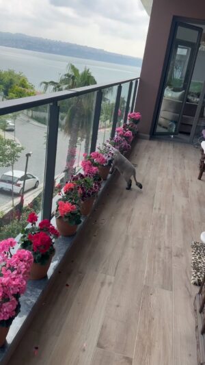 Serpil Çakmaklı Instagram - Aşkla güne başlamak ❤️Günaydın günün sözü Şükrediyorum  hayatımda sahip olduğum ve olacağım tüm güzellikler için.#serpilçakmaklı #huzur #mutluluk #cats_of_world  #pazartesi  #günaydın #aşk #reelsinstagram #mutlusabahlar #mutlupazarlar#kediseverler#marina24 #gun#hayat #sinema
