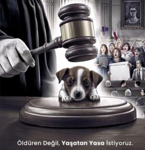Sevil Uyar Instagram - #sokakhayvanlarisahipsizdeğildir #sokakhayvanlarınıkoruyalım