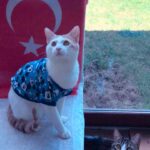 Sevil Uyar