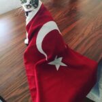 Sevil Uyar