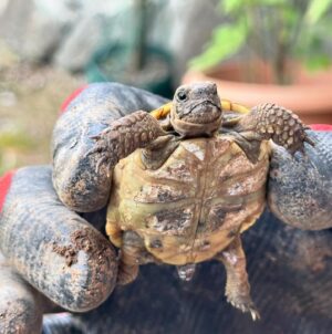 Sevil Uyar Instagram - Bahçemizin minik misafiri tospik😃🐢