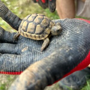 Sevil Uyar Instagram - Bahçemizin minik misafiri tospik😃🐢