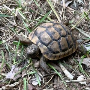 Sevil Uyar Instagram - Bahçemizin minik misafiri tospik😃🐢