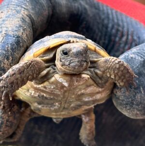Sevil Uyar Instagram - Bahçemizin minik misafiri tospik😃🐢