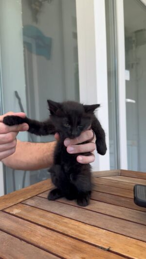 Sevil Uyar Instagram - 🐈🐈‍⬛🐈🐈‍⬛yavru kedilerim yuva ariyor.Ailesi olmak istermisiniz? dmye yazabilirsnz. #istanbul #sariyerkedisahiplendirme #kedisahiplendirmeistanbul #ücretsizkedisagiplendirme #yavrukedisahiplendirmeistanbul