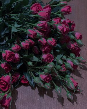 Shadi Mokhtari Instagram - •
برایِ آن‌هایی که دوستشان میدارم:

رنج تن دور از تو ای تو راحت جان‌هایِ ما
چشم بد دور از تو ای تو دیده بینای ما…

|مولانا|