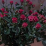 Shadi Mokhtari Instagram - • برایِ آن‌هایی که دوستشان میدارم: رنج تن دور از تو ای تو راحت جان‌هایِ ما چشم بد دور از تو ای تو دیده بینای ما… |مولانا|