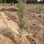 Shahrzad Kamalzadeh Instagram - زمین نیاز به نفس دارد 🌳🌴🌿🌱 با تشکر از گروه محیط زیستی ایران سبز 💚 @iranrecycler
