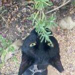 Shalom Harlow Instagram – 🐈‍⬛🐈‍⬛MALLOW🐈‍⬛🐈‍⬛ 🖤🖤meet my new mister 🖤🖤 he came to me during the eclipse last weekend 🖤🖤black cat magic 🐈‍⬛🐈‍⬛thank you @electricsadieland for a match made in heaven