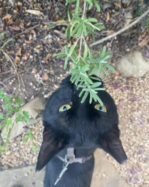Shalom Harlow Instagram - 🐈‍⬛🐈‍⬛MALLOW🐈‍⬛🐈‍⬛ 🖤🖤meet my new mister 🖤🖤 he came to me during the eclipse last weekend 🖤🖤black cat magic 🐈‍⬛🐈‍⬛thank you @electricsadieland for a match made in heaven