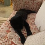 Shalom Harlow Instagram – 🐈‍⬛🐈‍⬛MALLOW🐈‍⬛🐈‍⬛ 🖤🖤meet my new mister 🖤🖤 he came to me during the eclipse last weekend 🖤🖤black cat magic 🐈‍⬛🐈‍⬛thank you @electricsadieland for a match made in heaven