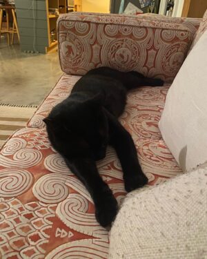 Shalom Harlow Instagram - 🐈‍⬛🐈‍⬛MALLOW🐈‍⬛🐈‍⬛ 🖤🖤meet my new mister 🖤🖤 he came to me during the eclipse last weekend 🖤🖤black cat magic 🐈‍⬛🐈‍⬛thank you @electricsadieland for a match made in heaven